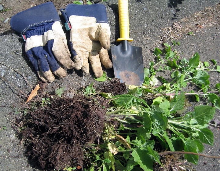 weeding out unwanted plants with a pair of gloves and a shovel weeding out unwanted plants with a pair of gloves and a shovel