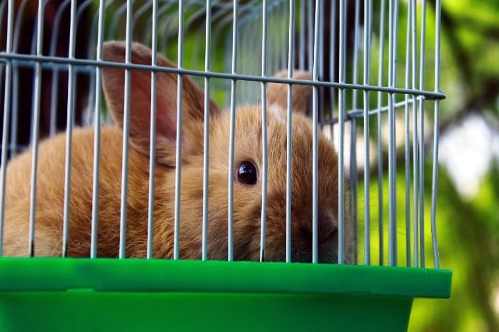 well ventilated rabbit cage location well ventilated rabbit cage location