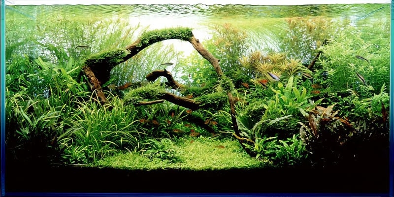 what is aquascaping examples