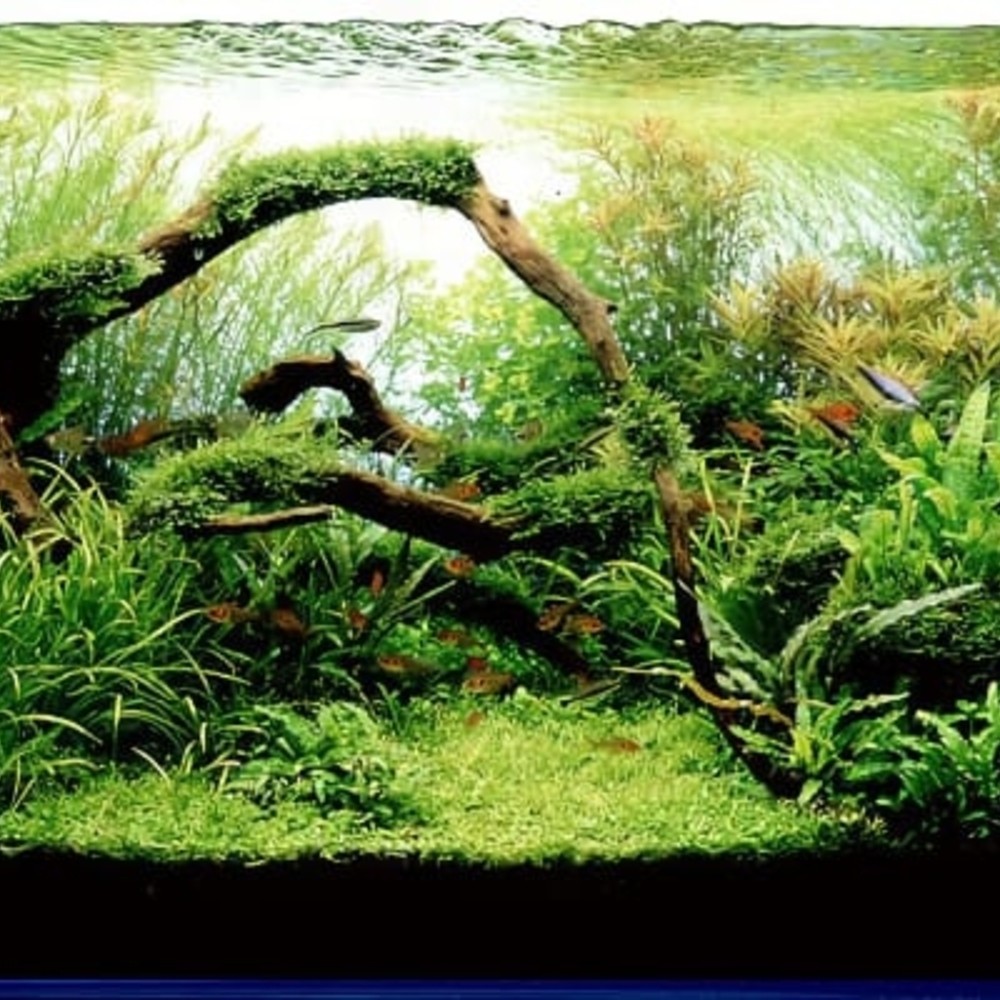 25 Best Aquascaping Ideas with Instructional Guide for 2022 Foter