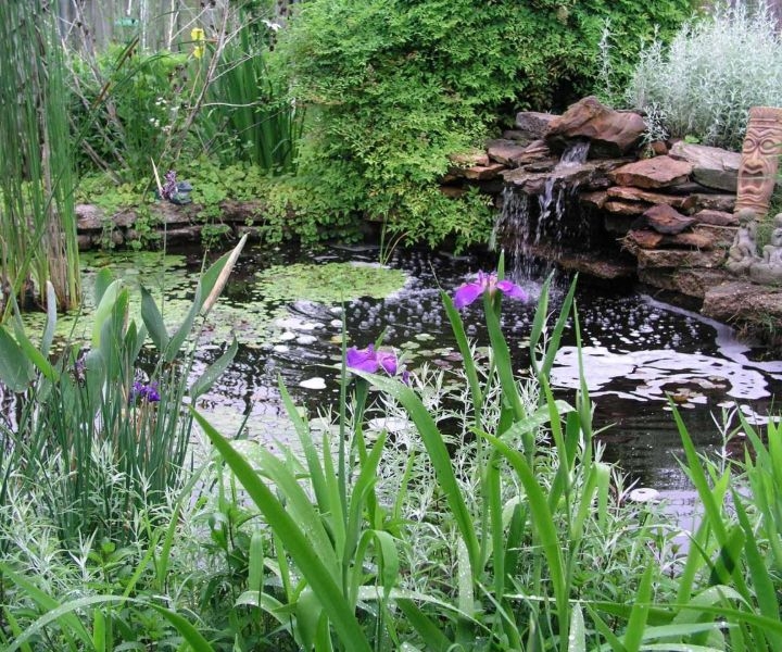 what is water gardening what is water gardening