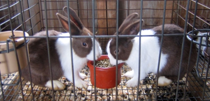 white brown bunnies in a mesh cage with poops collected underneath white brown bunnies in a mesh cage with poops collected underneath