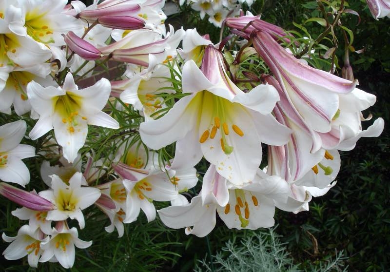 white lilies white lilies