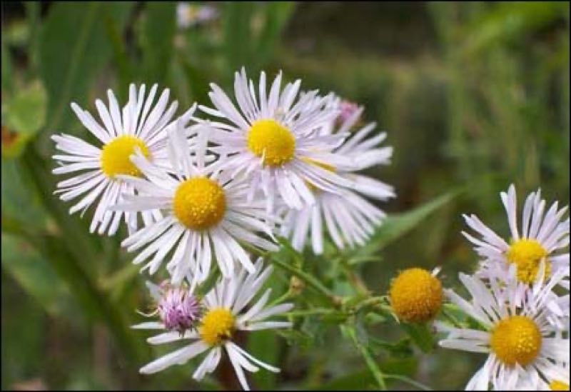 white perennial flowers white perennial flowers