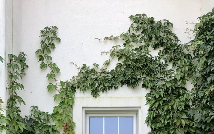 white wall vine garden white wall vine garden