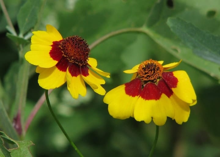 wild coreopsis wild coreopsis