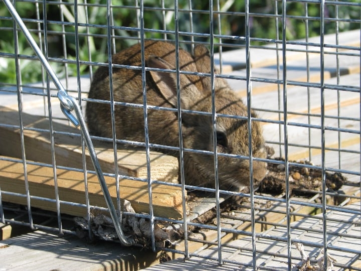 wire mesh cage wire mesh cage