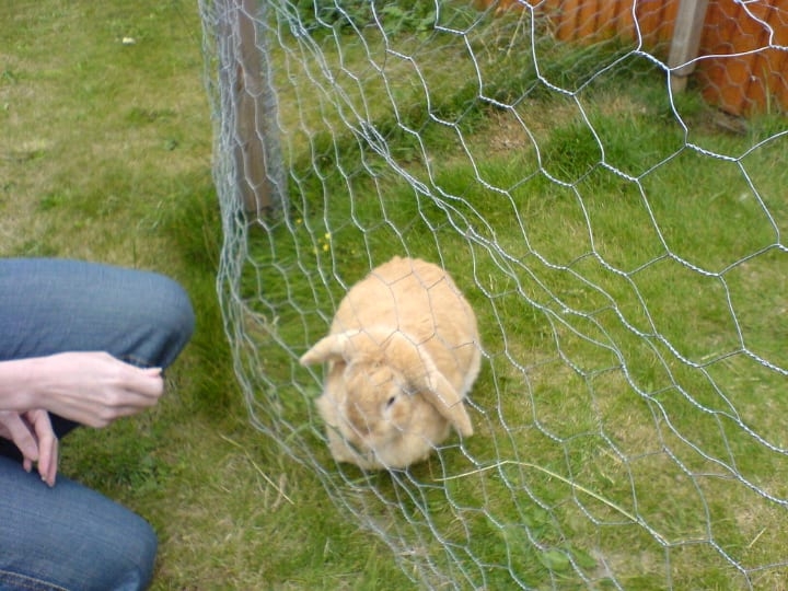 wire rabbit cage wire rabbit cage