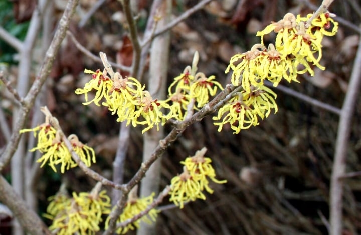 witch hazel shade loving plants witch hazel shade loving plants