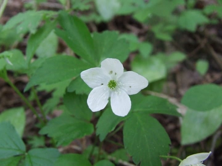 wood anemone dry shade plant wood anemone dry shade plant