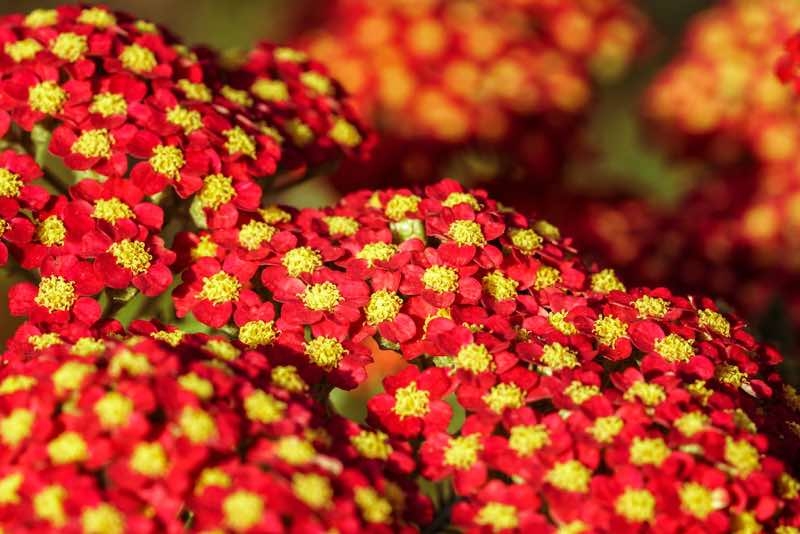 yarrow perrenial yarrow perrenial