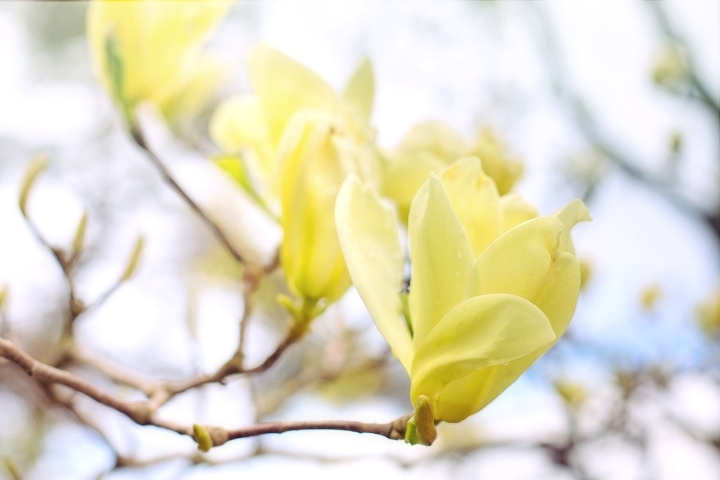yellow butterfly magnolia tree yellow butterfly magnolia tree