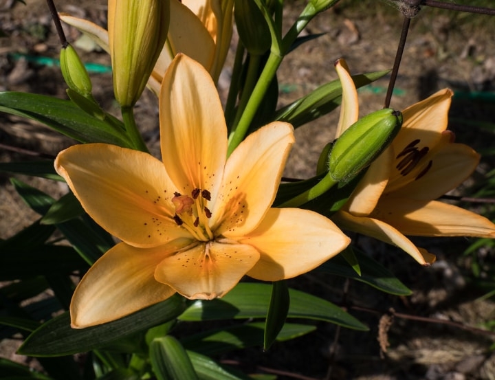 yellow la hybrid lily flower yellow la hybrid lily flower