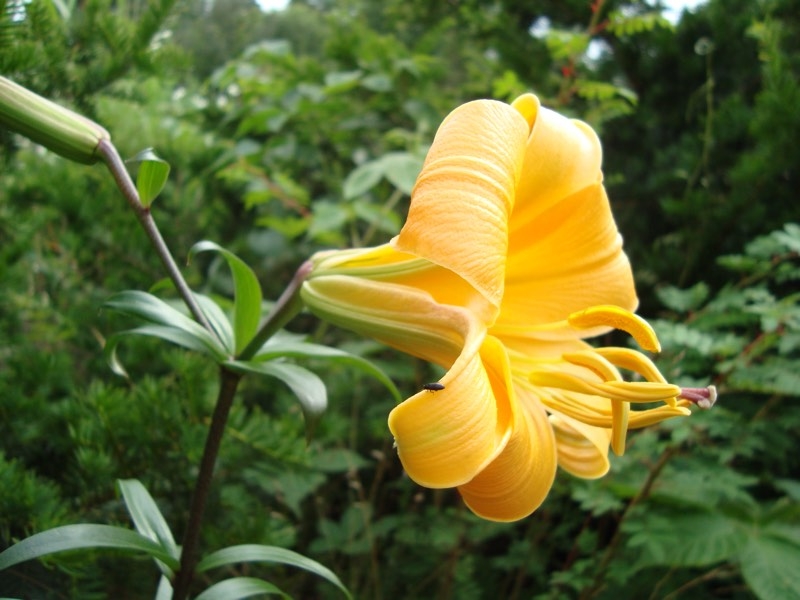 yellow lily flower yellow lily flower