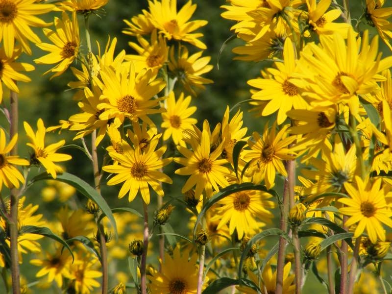 yellow perennial flowers yellow perennial flowers