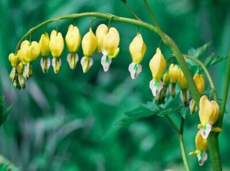 yellow perennials yellow perennials