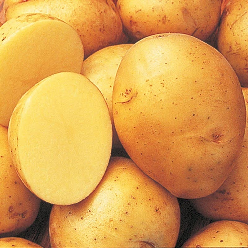 yokon gold potatoes
