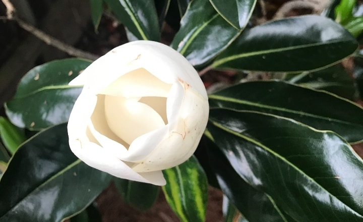 young magnolia plant