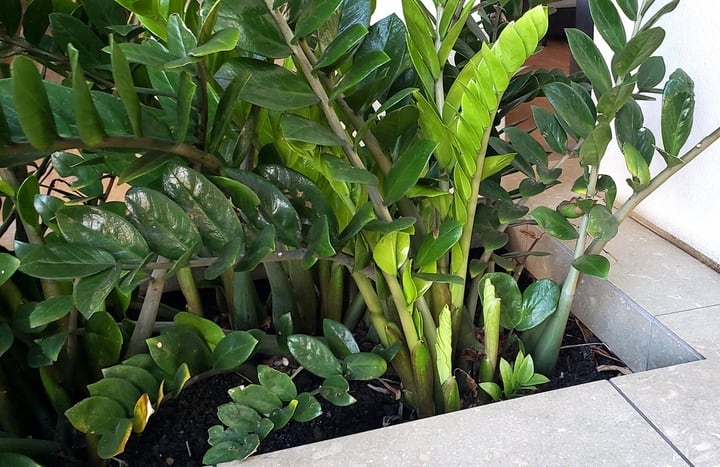 zamioculcus zamiifolia zamioculcus zamiifolia