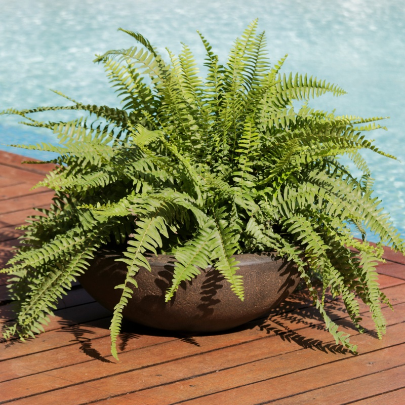 Ascend Flower Resin Pot Planter