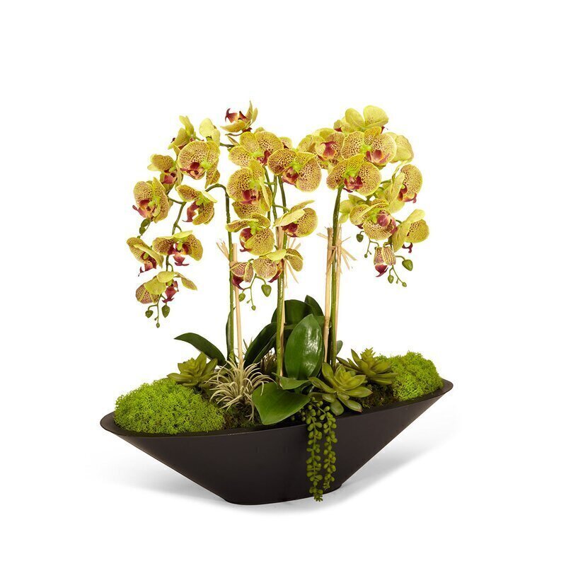Beautiful Orchid Floral Arrangement