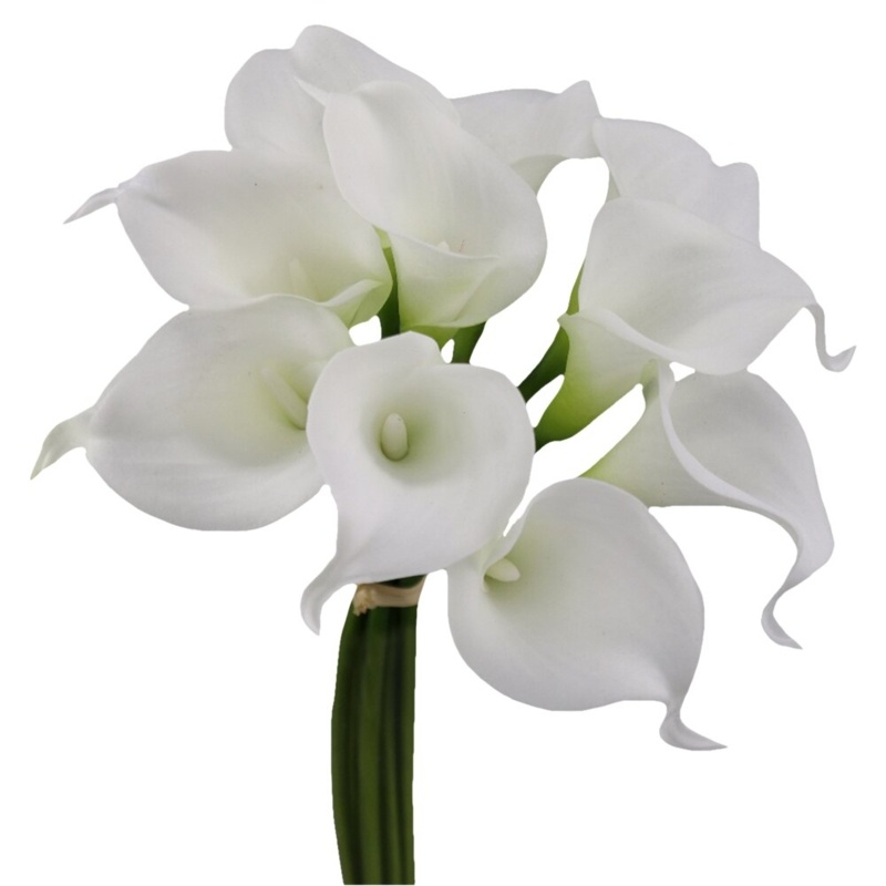 Calla Lily Stem