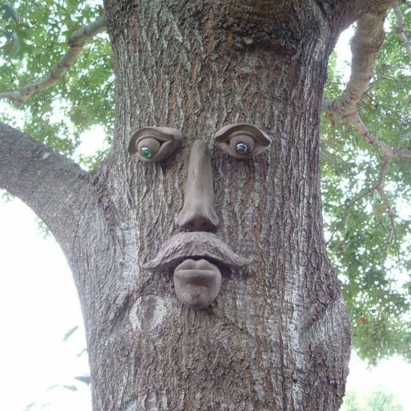 Dagwood Tree Face