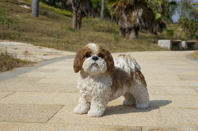 Standing Shih Tzu