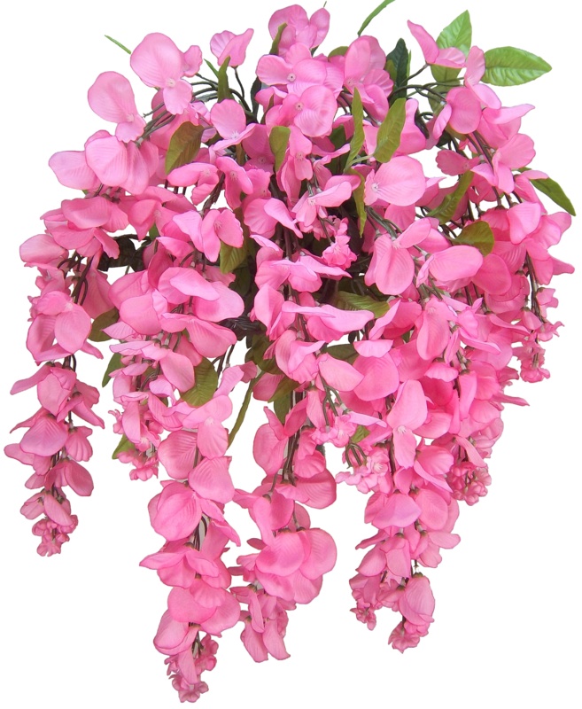 Wisteria Stems