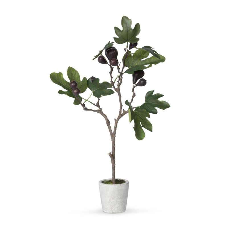 Mission Fig Topiary Potted Plant