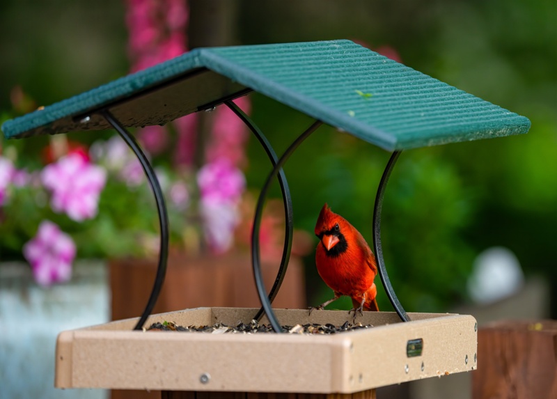 Pole Tray Bird Feeder