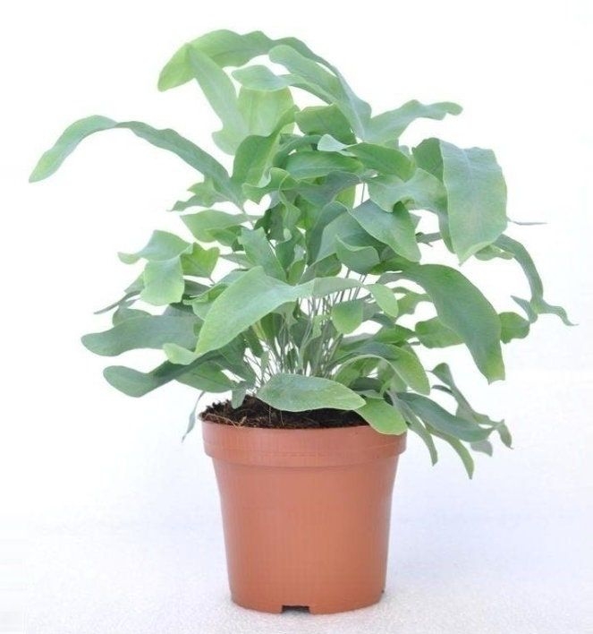 Rabbit's Foot Fern - Bears Paw Fern- Phlebodium Aureum 'Blue Star'