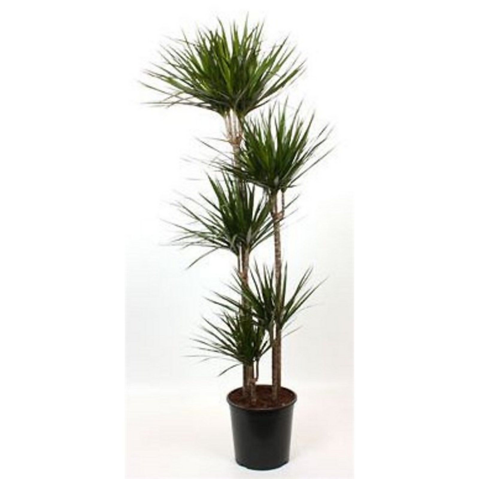 Dracaena Marginata (Dragon Tree) - 30cm