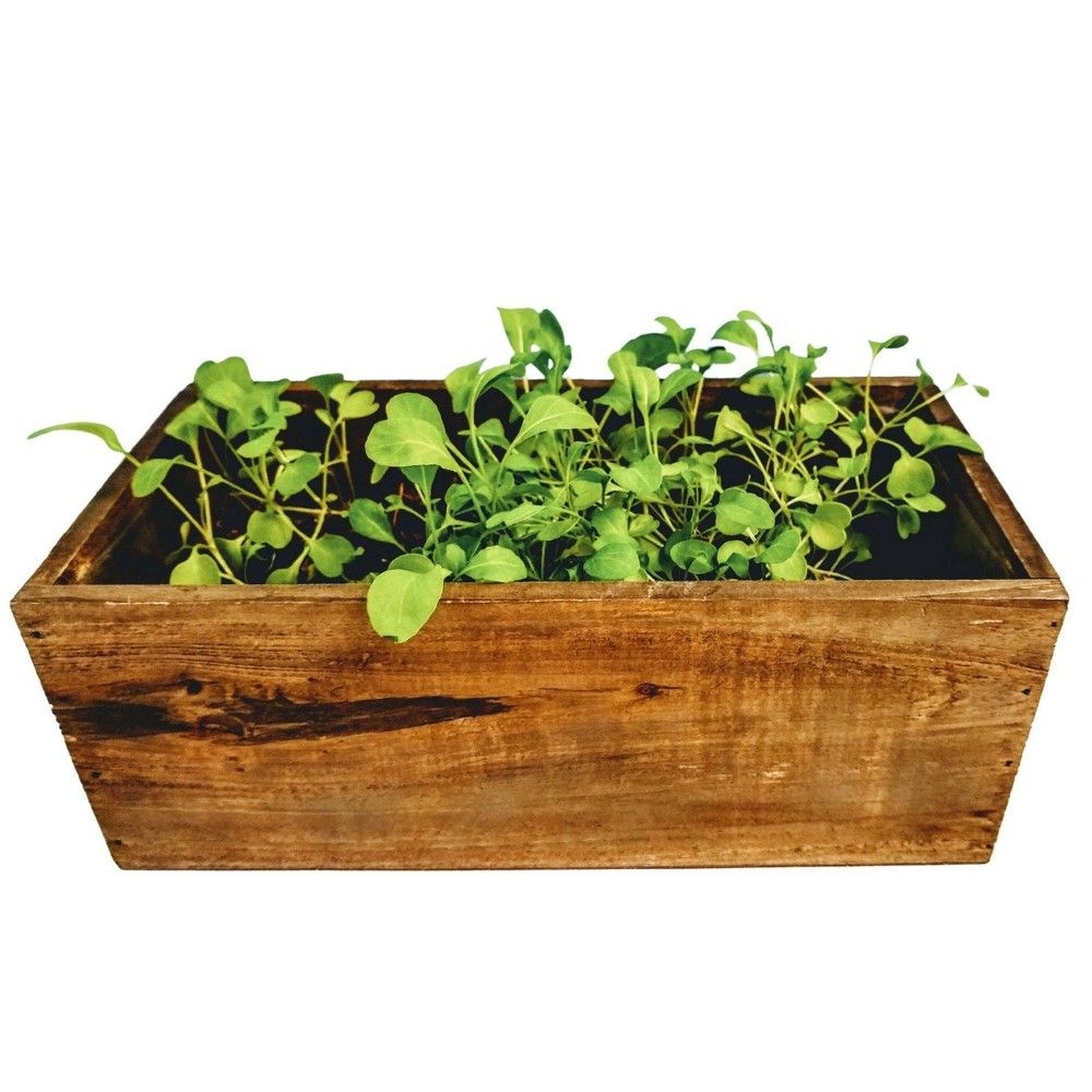 Hortiki Plants Organic Arugula Window Garden Kit