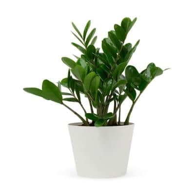 Pure Beauty Farms 1.5 Qt. ZZ Plant Zamioculcas in 6 in. Designer Pot (2-Pack)