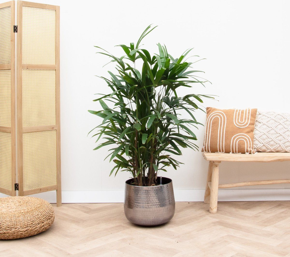Rhapis Excelsa - 130 cm