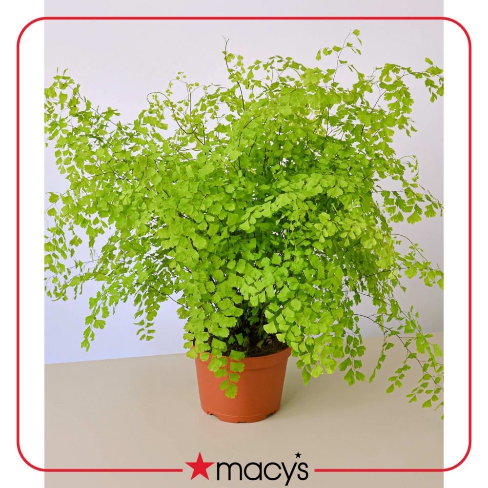 Maidenhair Fern Live Plant, 6" Pot