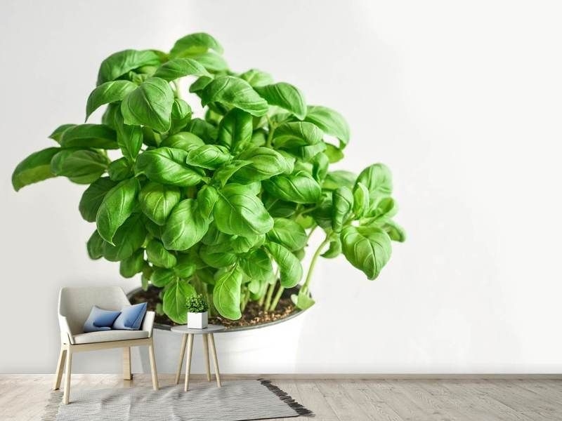 Fotobehang Basilicum voor in de keuken - 3