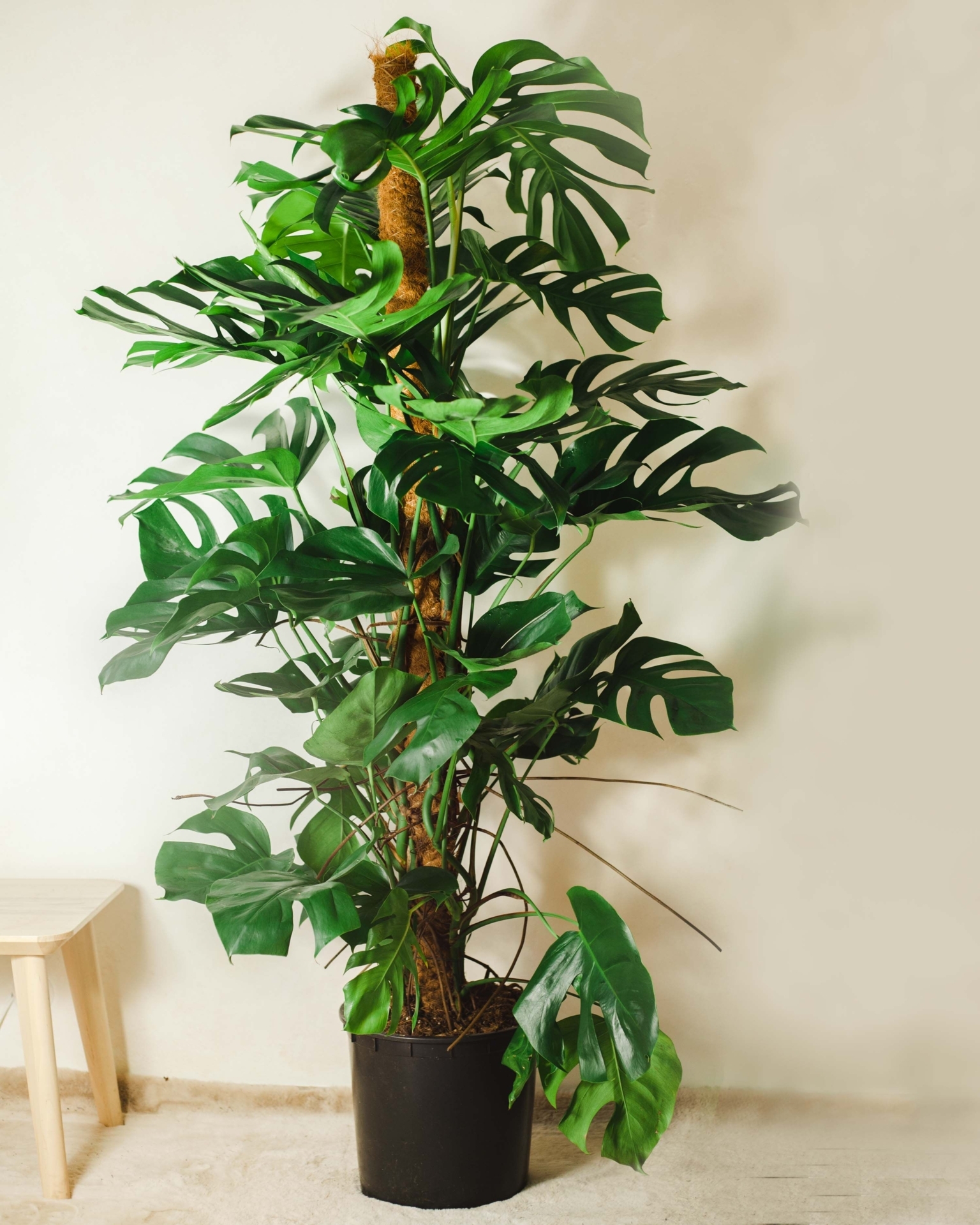 Grzegorz z Meksyku XL - 110-120cm 27cm