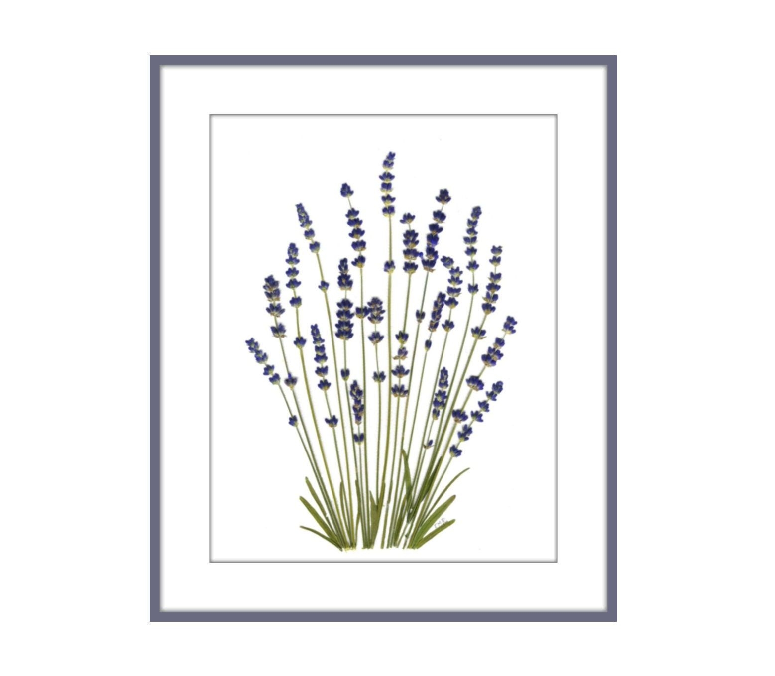 Lavender - Pressed Flowers - Pressed Flower Print - #131