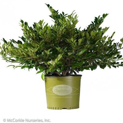 MCCORKLE 3 Gal. Emerald Heights Distylium, Evergreen Shrub with Glossy, Green Foliage and Upright Habit