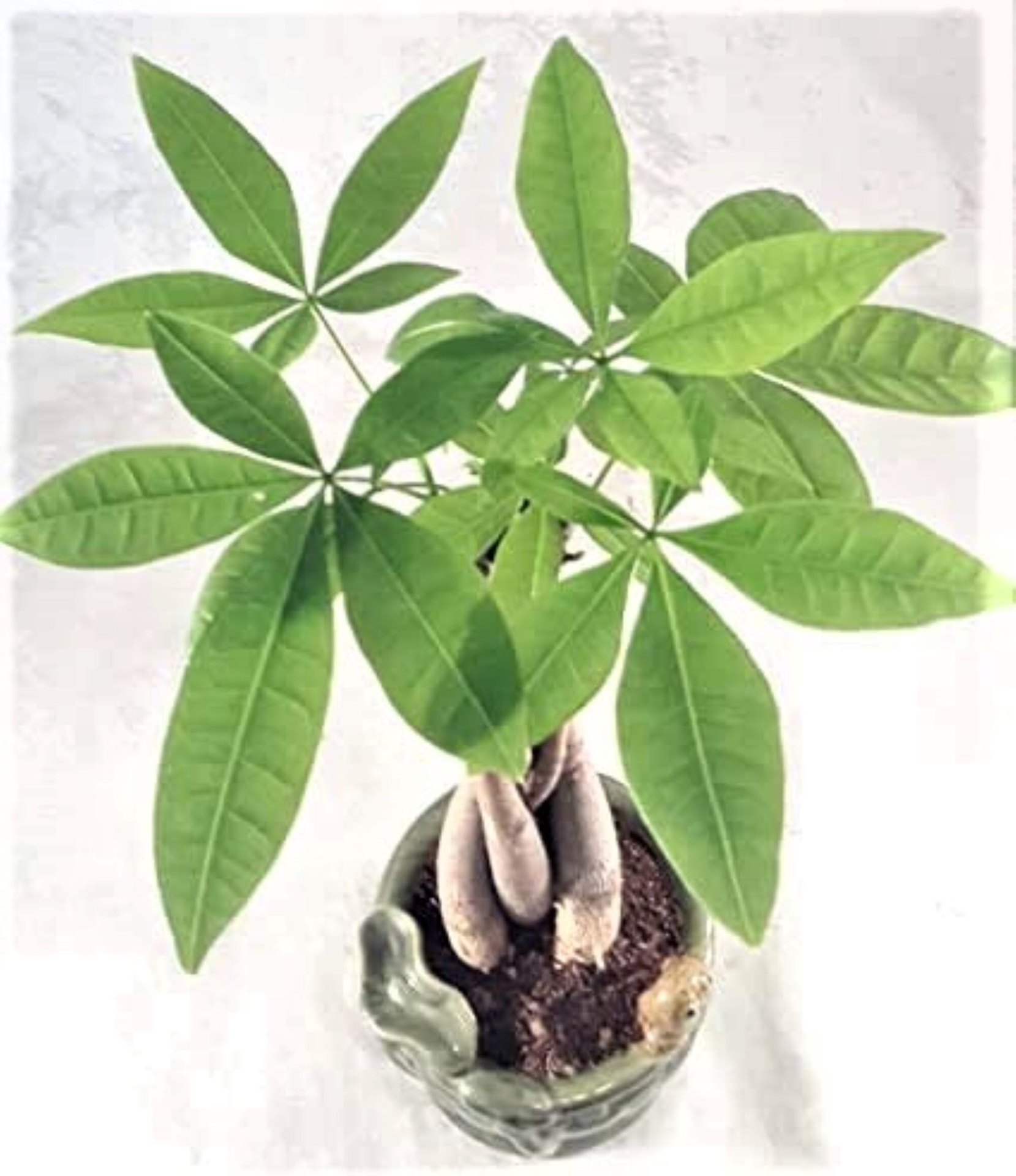 Money Tree Bonsai in Frog Ceramic pot -Good fortune plants -Live indoor