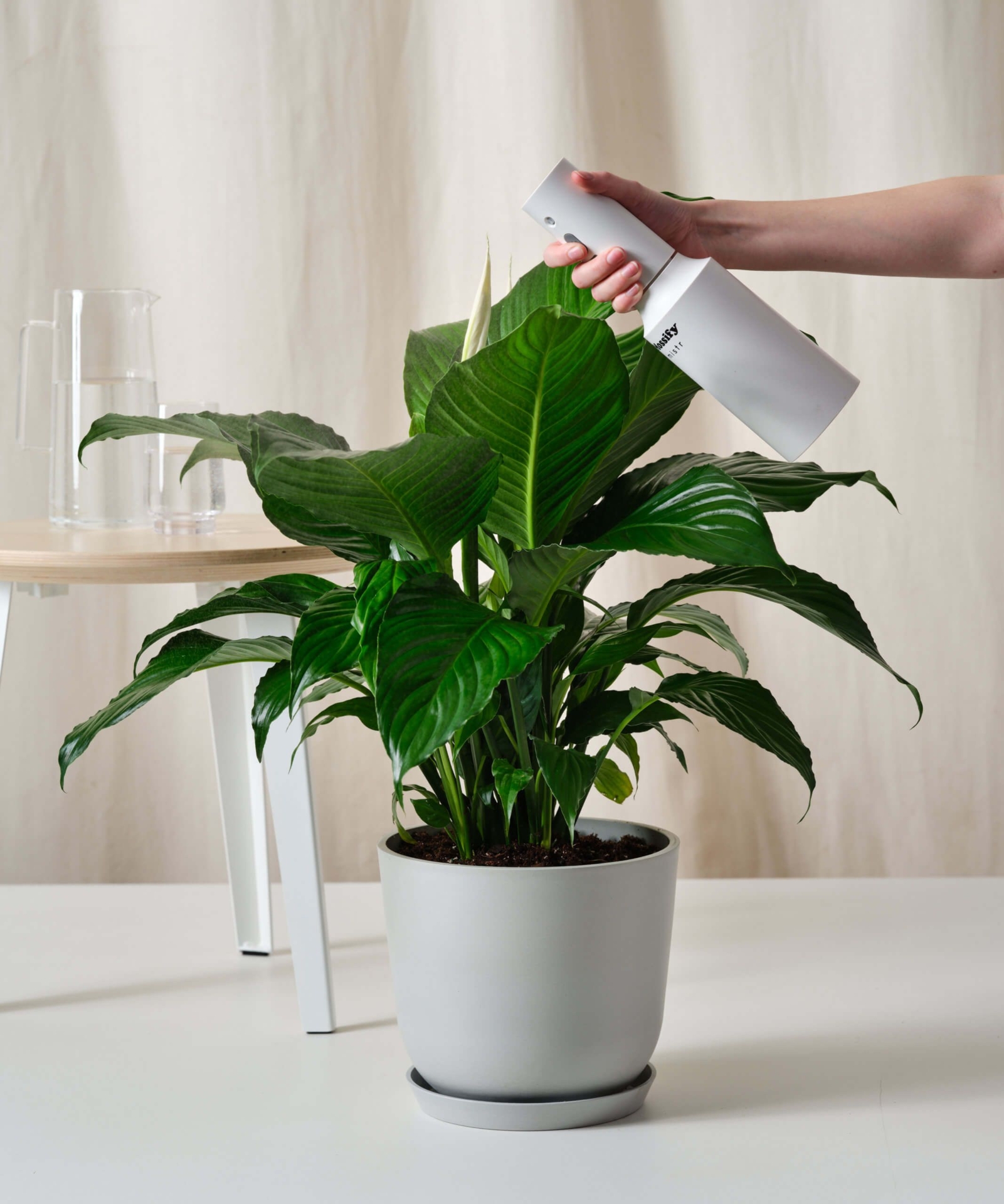 Peace Lily Charcoal