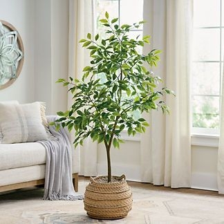 Eco Convert Ficus Tree - Grandin Road