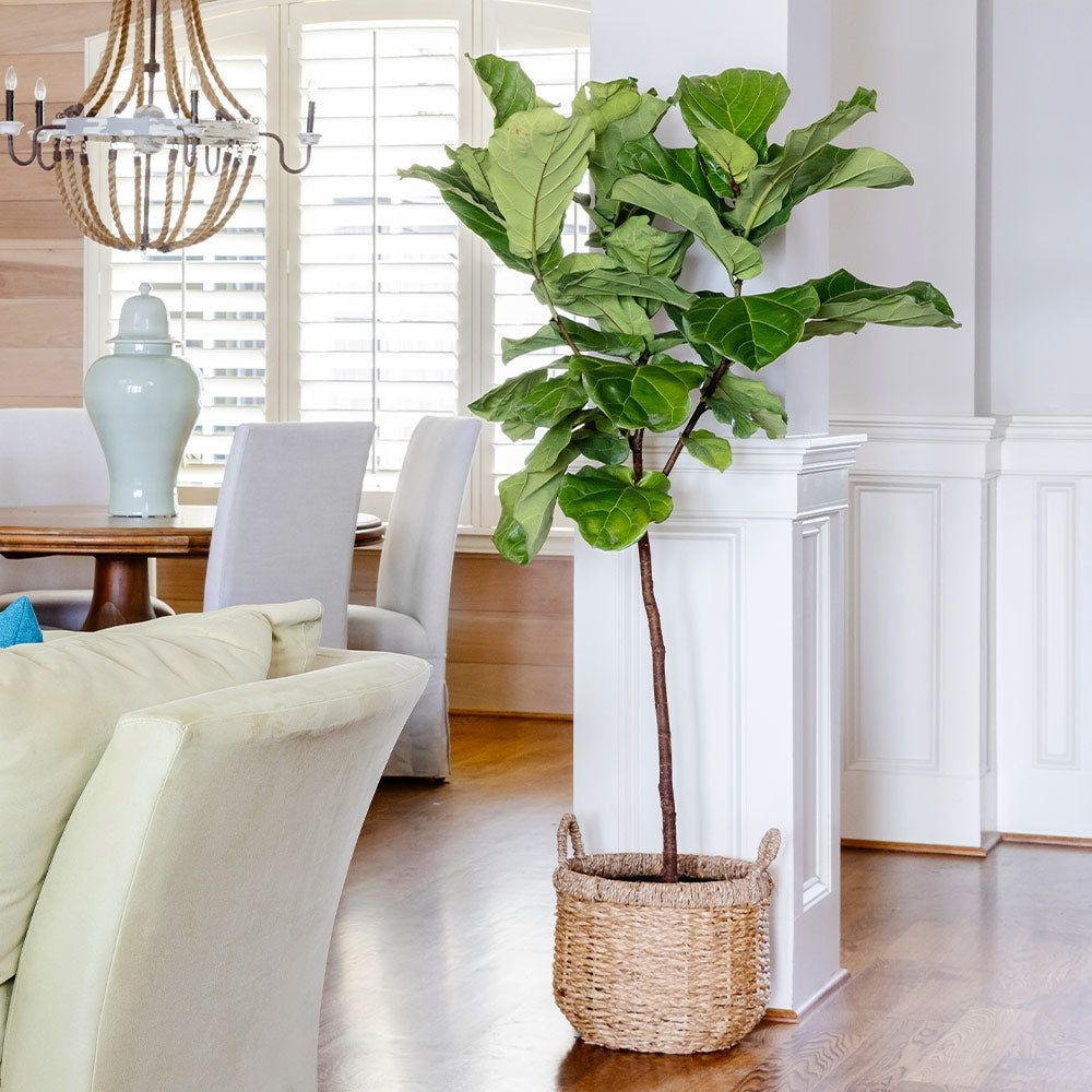 Fiddle-Leaf Fig Tree - 3-4 ft.