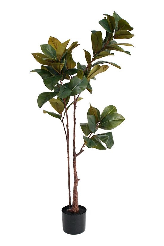 Magnolia Potted