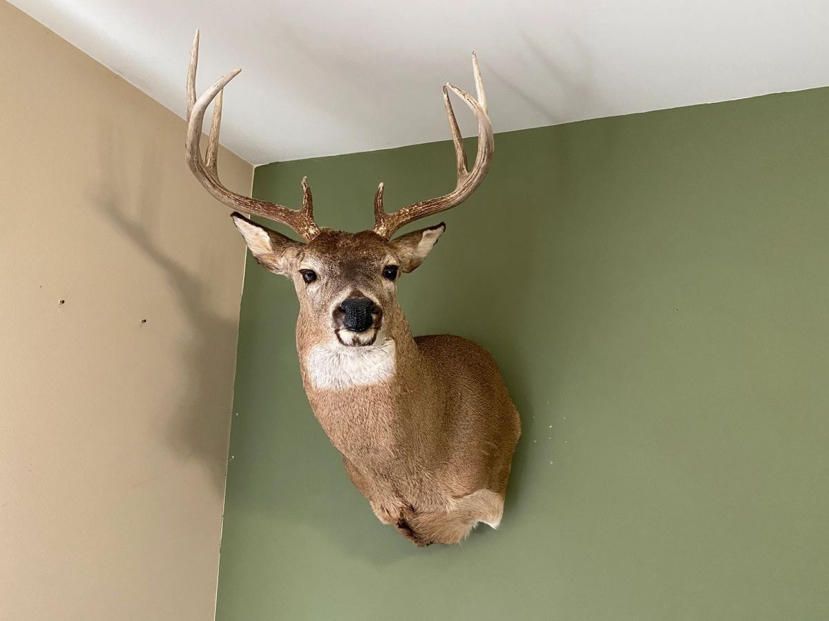 Adjustable Shoulder Mount Wall Hanger