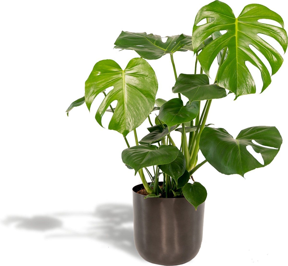 Monstera Gatenplant (Monstera Deliciosa) met bloempot Hoogte: 80 cm van Botanicly