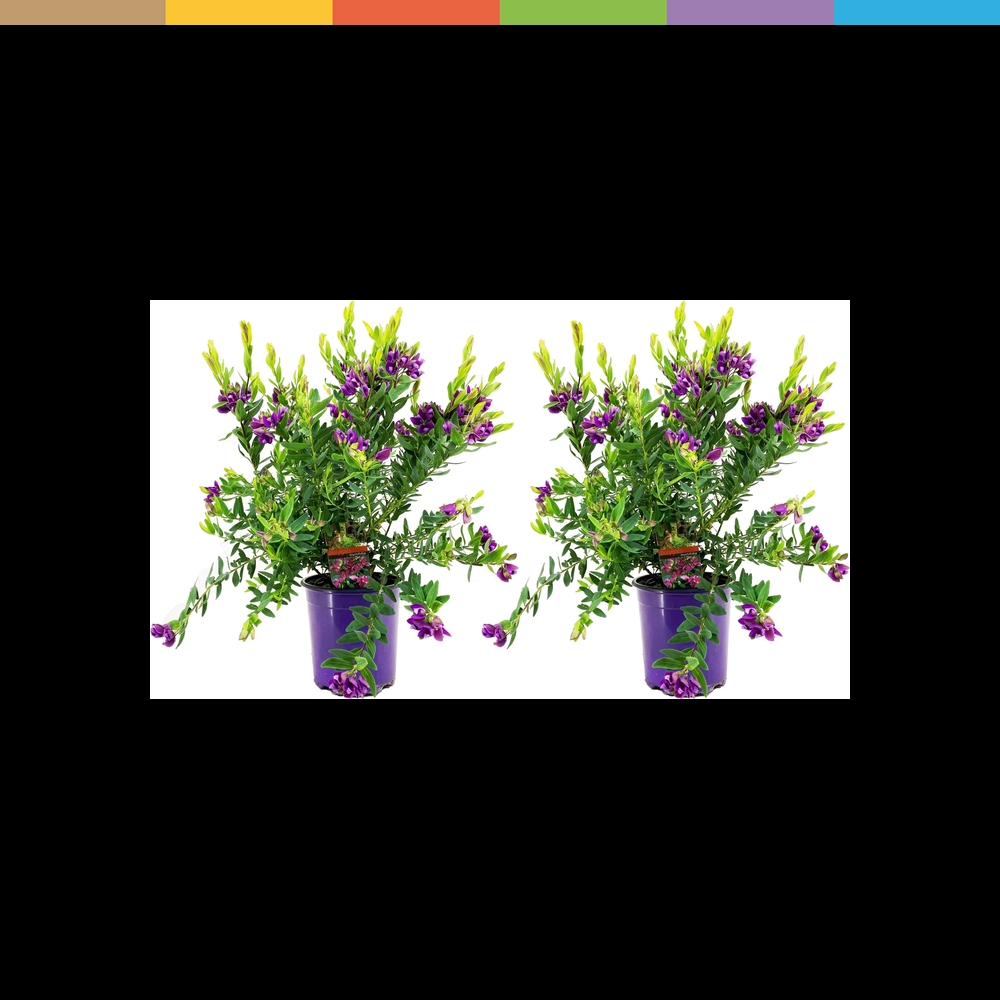Plant in a Box, Pflanzen, Polygala myrtifolia 'Bibi Pink - 2er-Set Schmetterlingsblume (50cm)