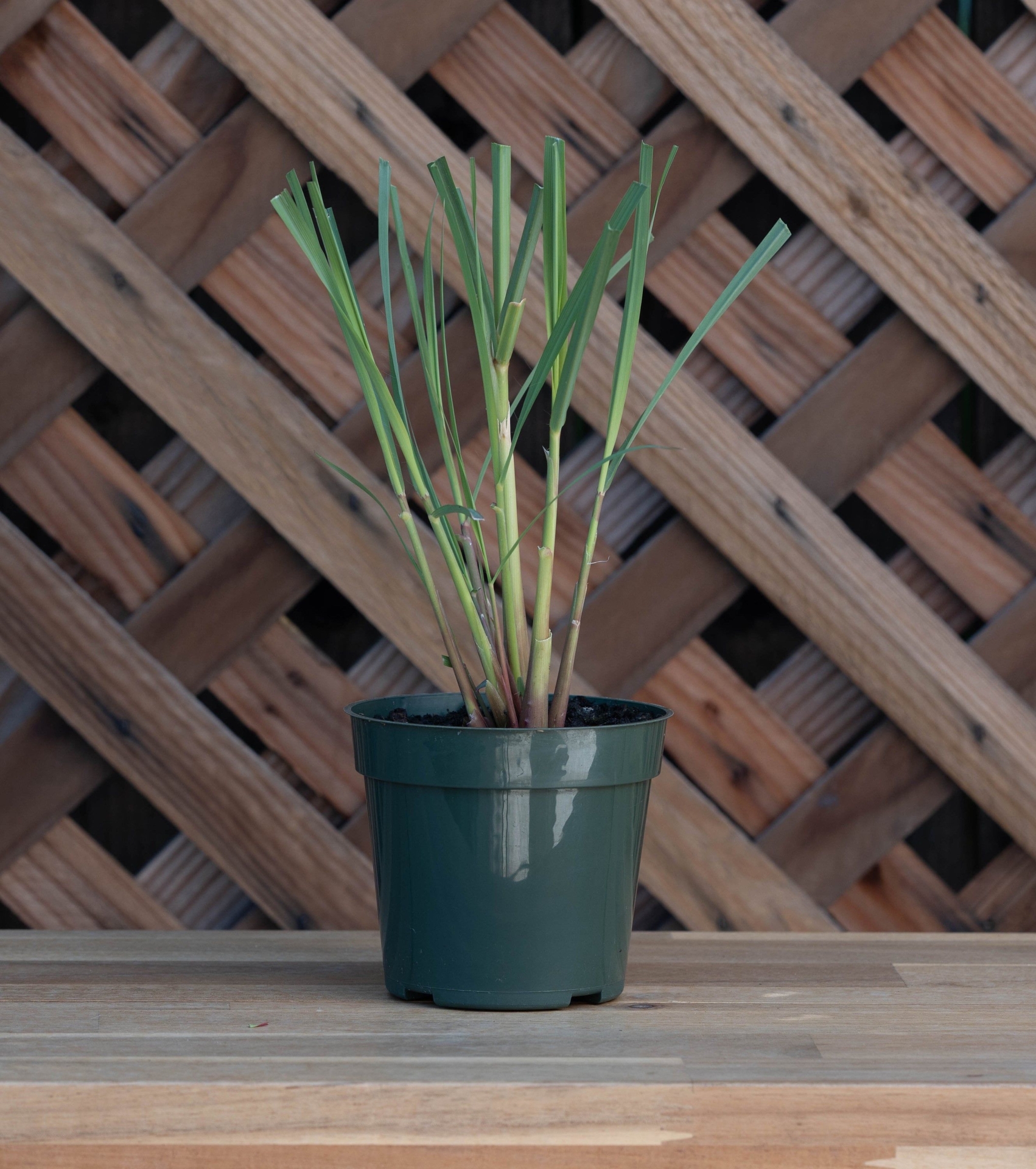 "Citronella Grass, Cymbopogon Nardus, 4\" Premium Nursery Pot, The Real Citronella Grass"
